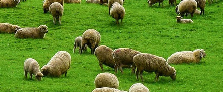 Schafe weiden auf einer Wiese