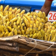Bananenernte