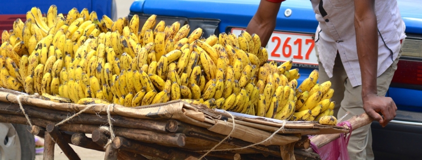 Bananenernte