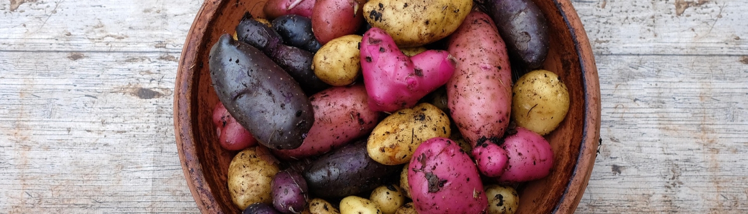 bunte Kartoffeln