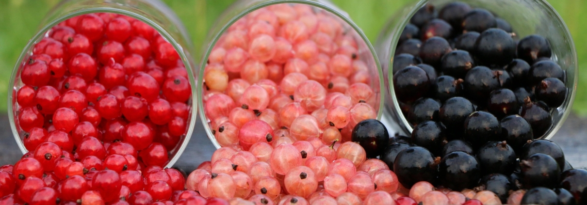 rote und schwarze und weiße Johannisbeeren