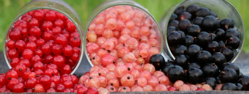 rote und schwarze und weiße Johannisbeeren