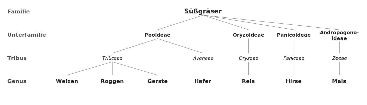 Systematik von Getreide